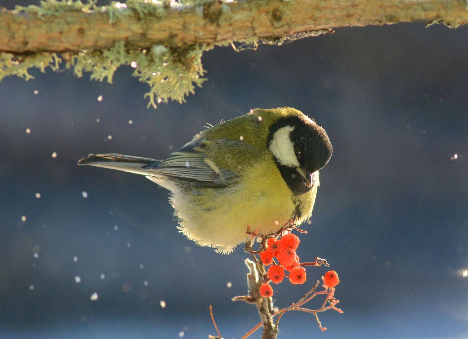 , Михаил Белоусов