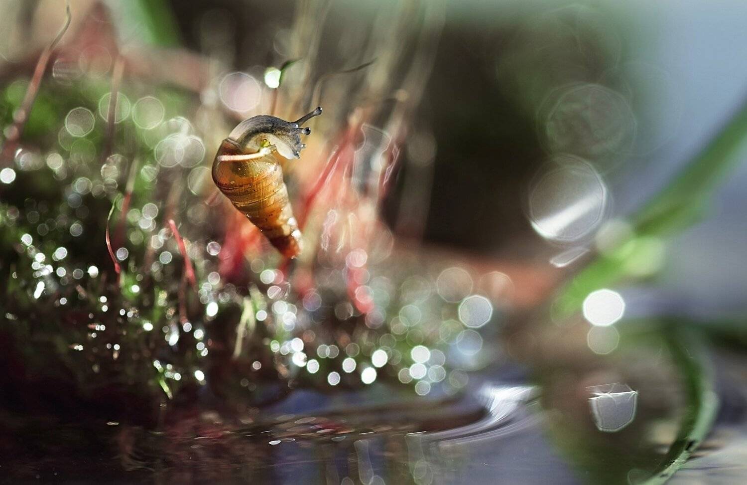 , Лапшина Владлена