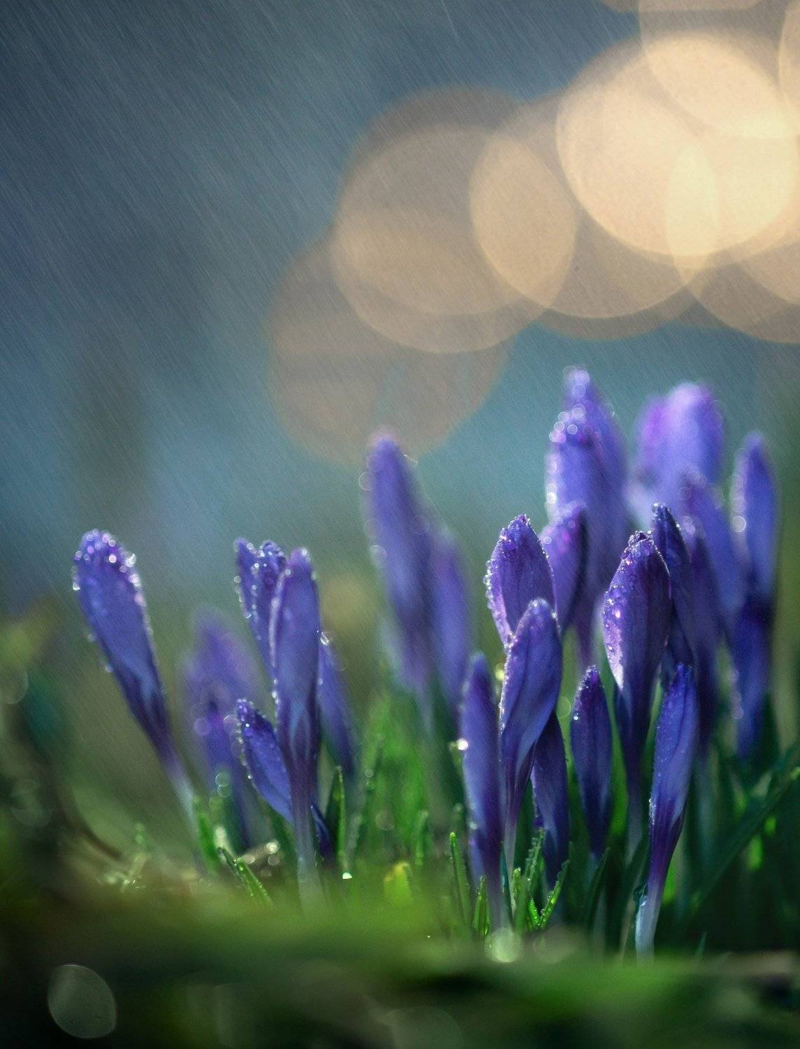 макро, природа, капля, вода, цветы, весна, красота, волшебство, Татьяна Пименкова