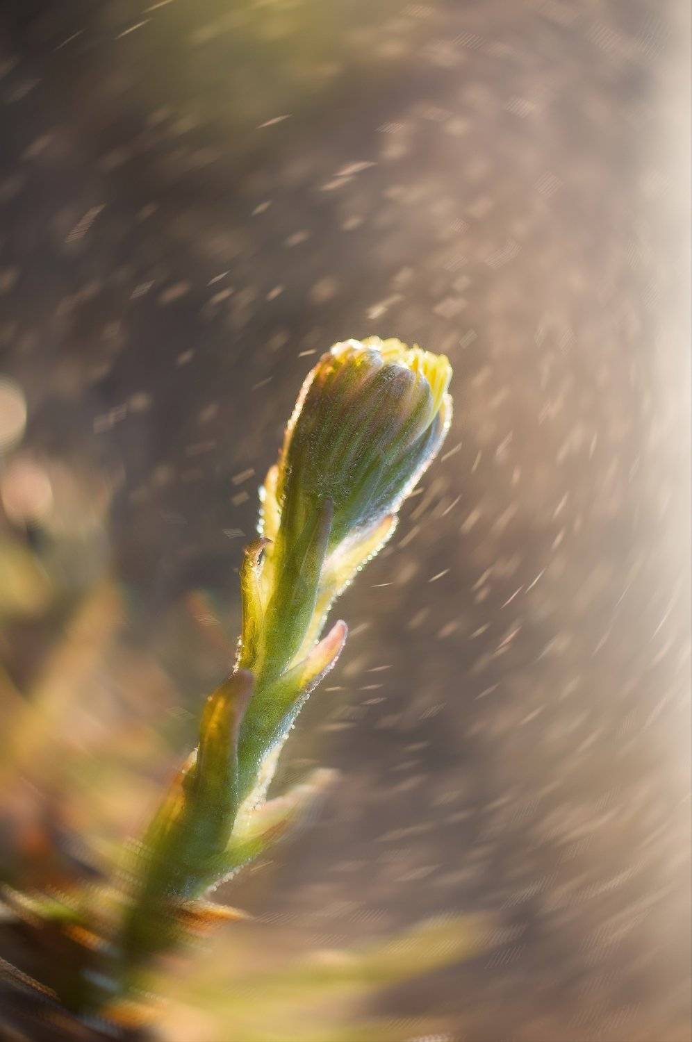 макро, природа, капля, вода, цветы, весна, красота, волшебство, Татьяна Пименкова