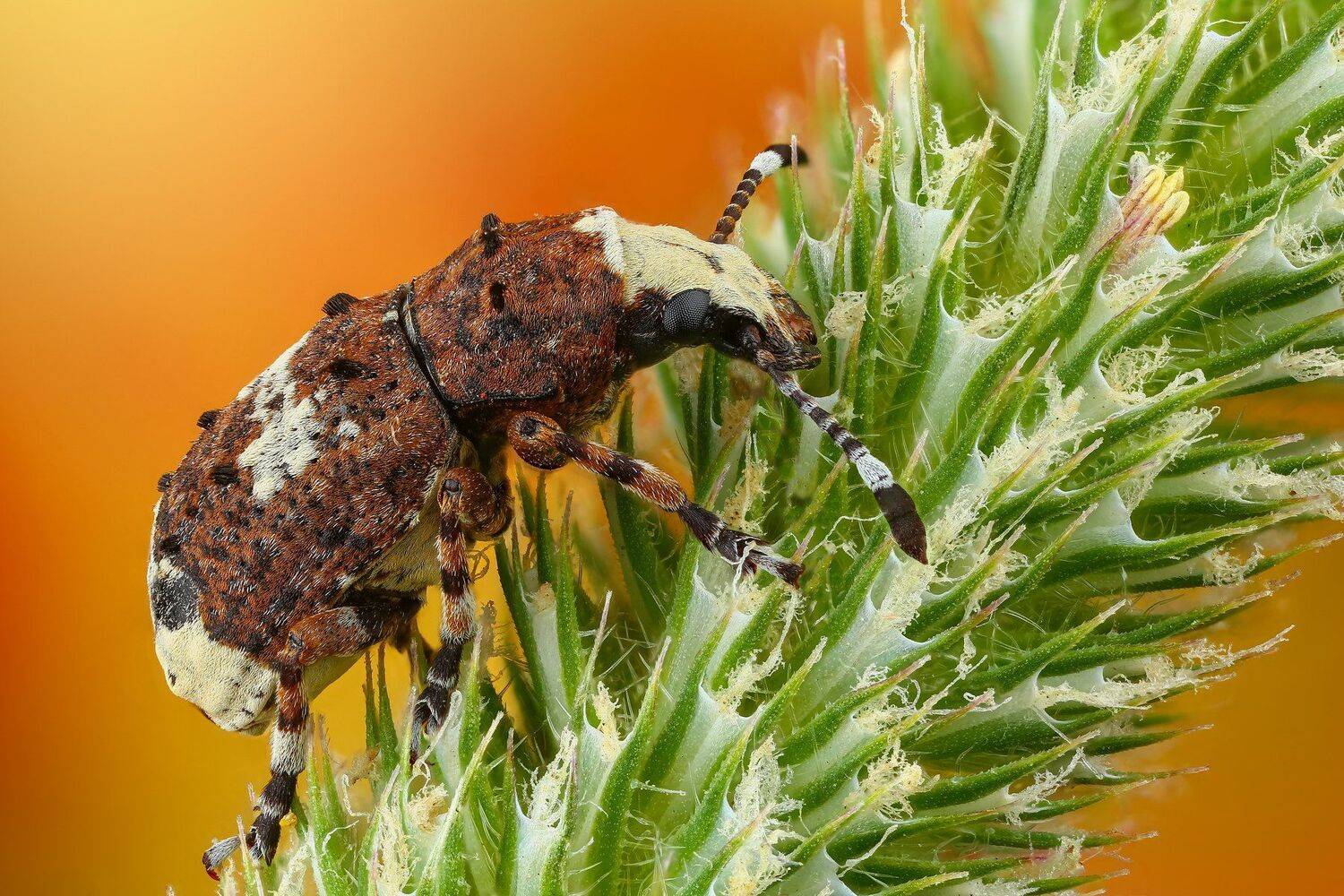 макро жук насекомое животное коричневый зеленый, Андрей Шаповалов