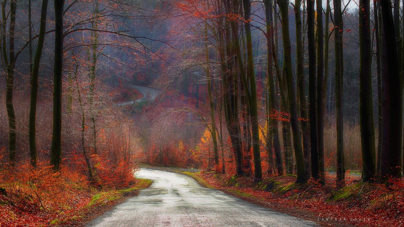 ностальгия по осени, осен,autumn,forest,nikon d750,nikon,zanfoar,czech republic,moravia,bohemia,чехия ностальгия по осени фото превью