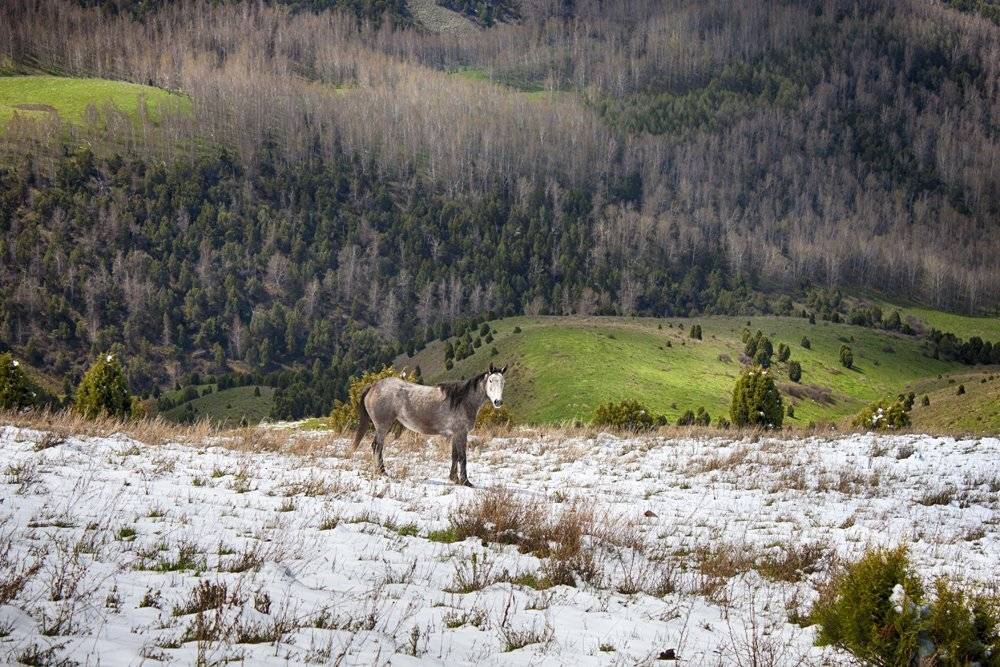 кыргызстан, горы, Элина Магалимова