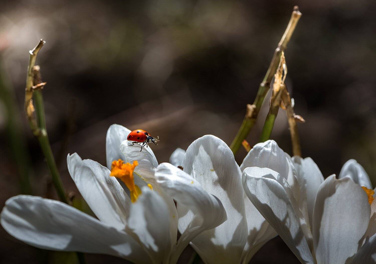 природа, макро, весна, цветы, подснежники, галантус, насекомое, божья коровка, Неля Рачкова