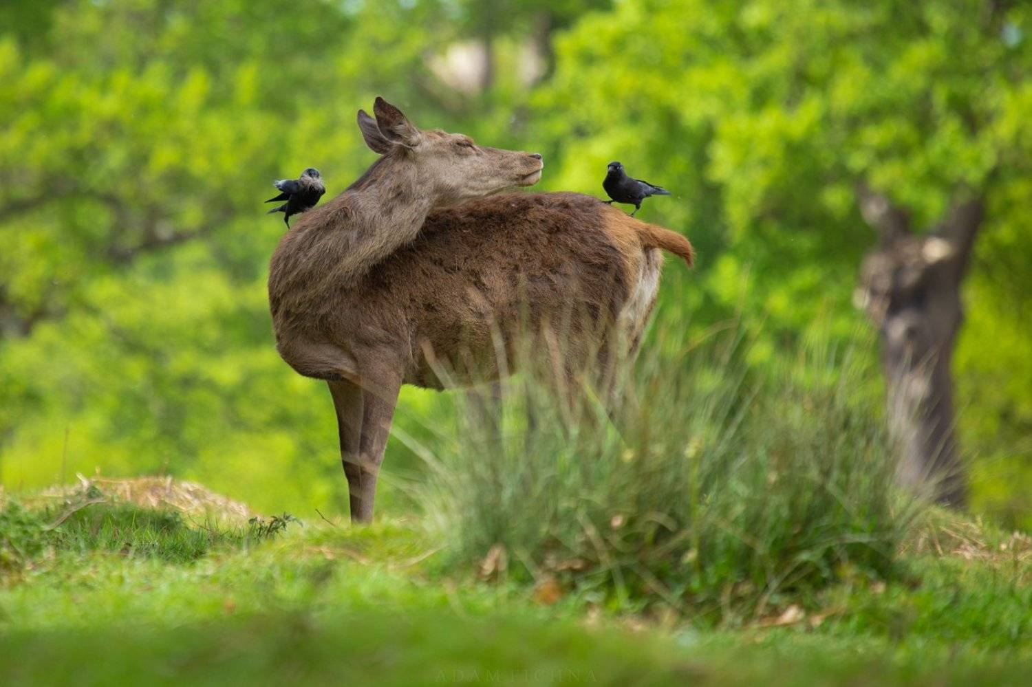 deer, red deer, wildlife, spring, Adam Fichna