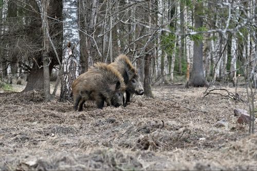 весенние разборки