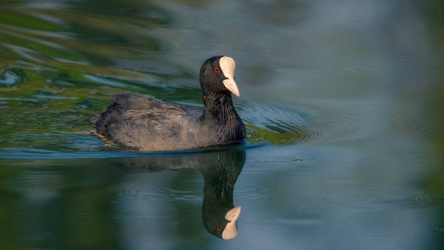 лысуха, Alexander Plekhanov