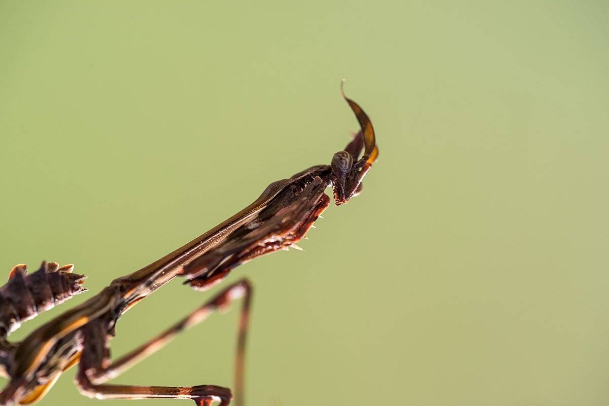 , Александр Земляной