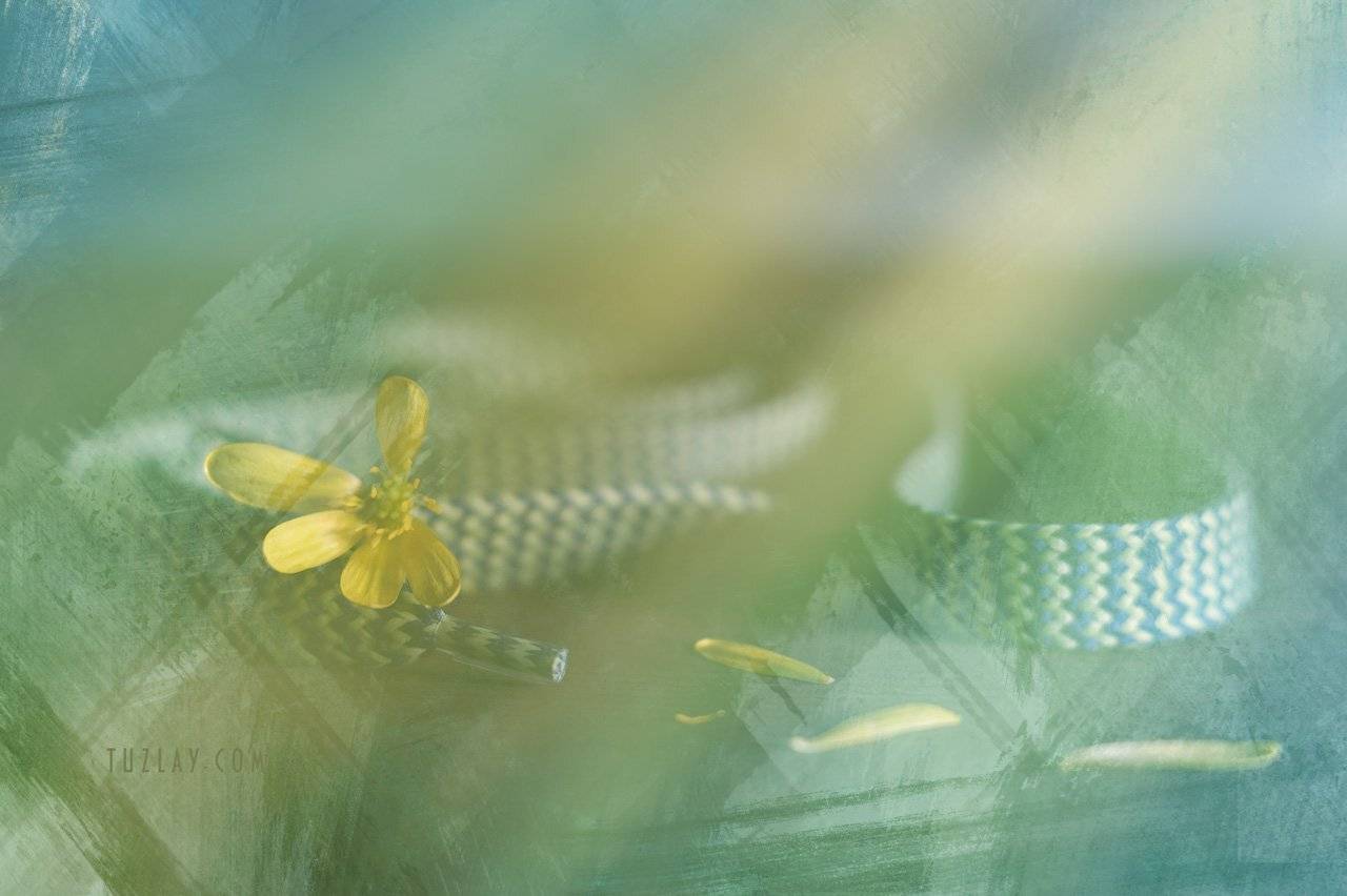 желтый цветок, шнурок, Владимир Тузлай