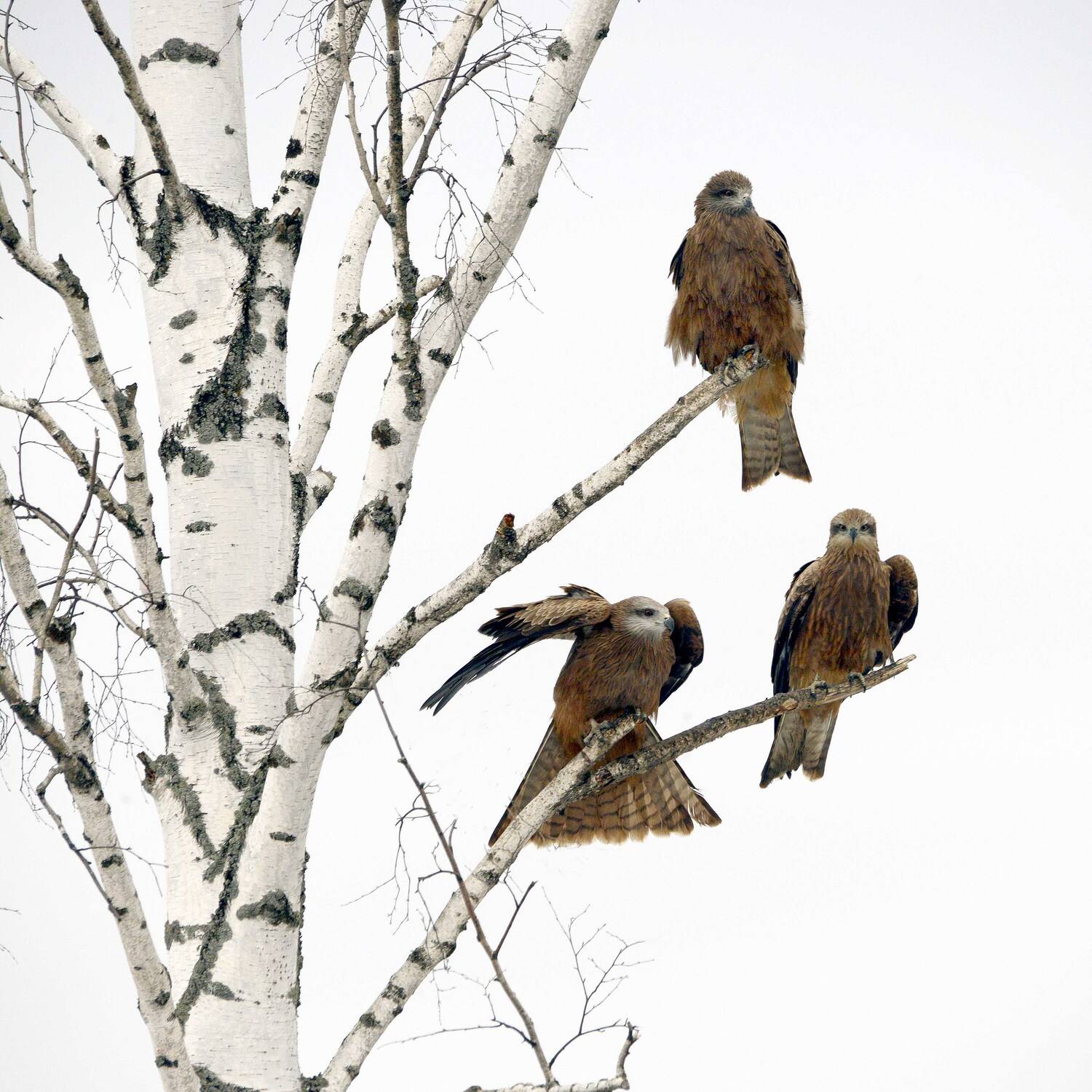 , Михаил Белоусов