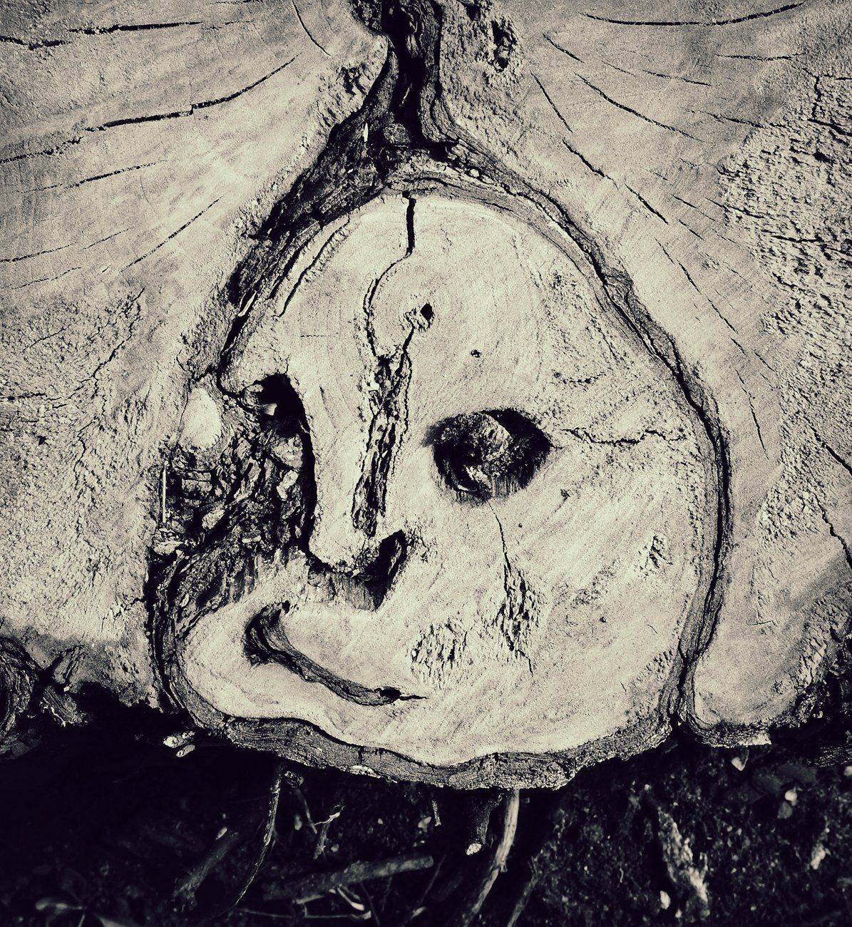 pareidolia, ПОЛУЕВ ИЛЬЯ