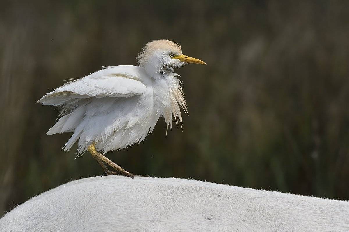 птицы birds, Jaroslav Mego