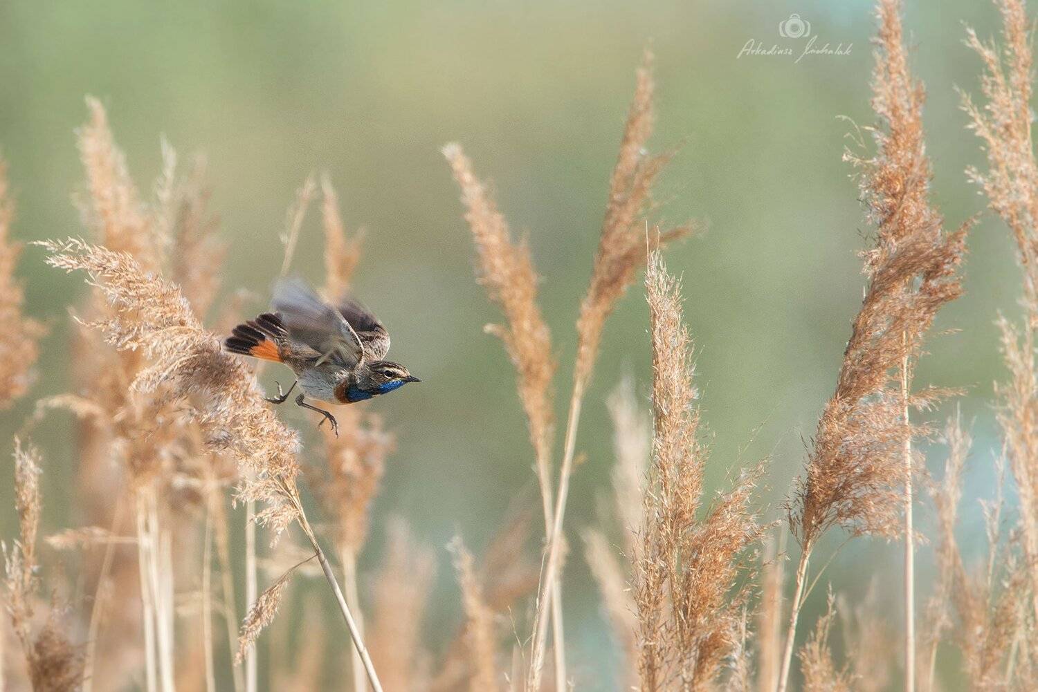 , Arkadiusz Michalak