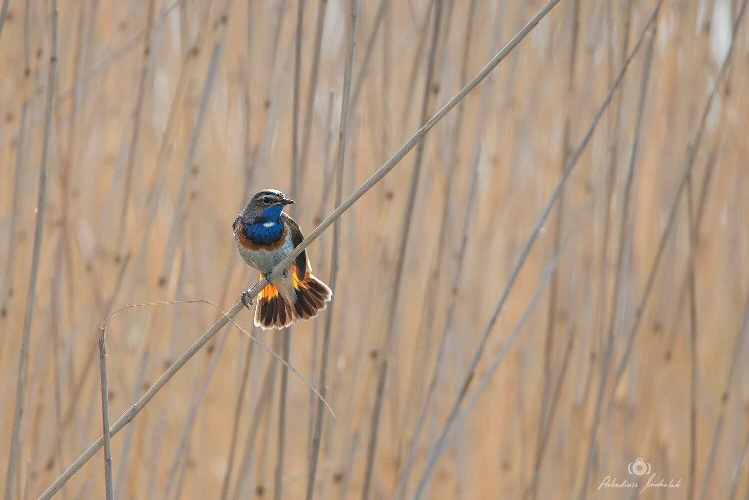 , Arkadiusz Michalak