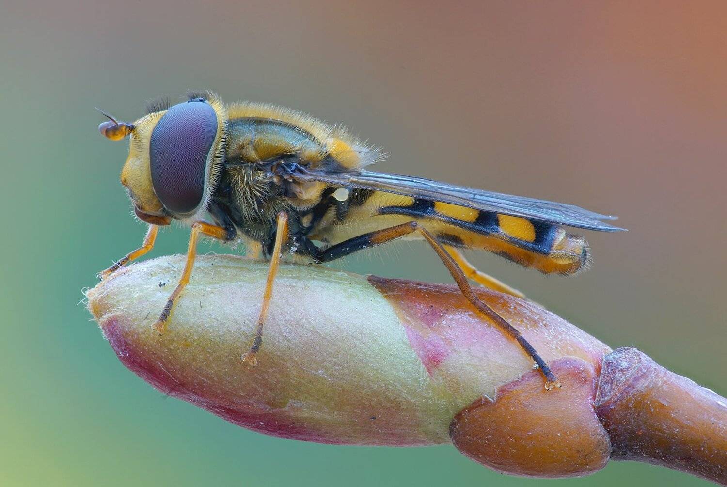 , Кузнецов Дмитрий