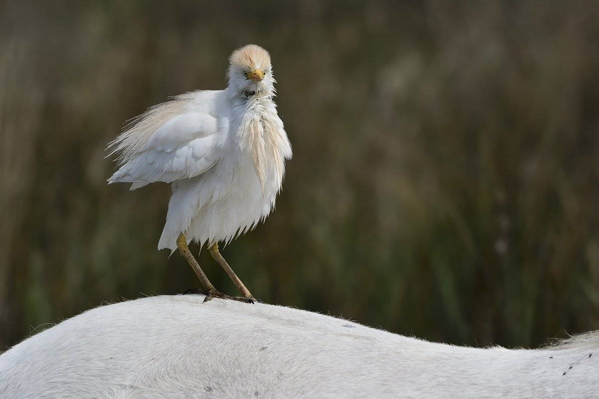 птицы birds, Jaroslav Mego