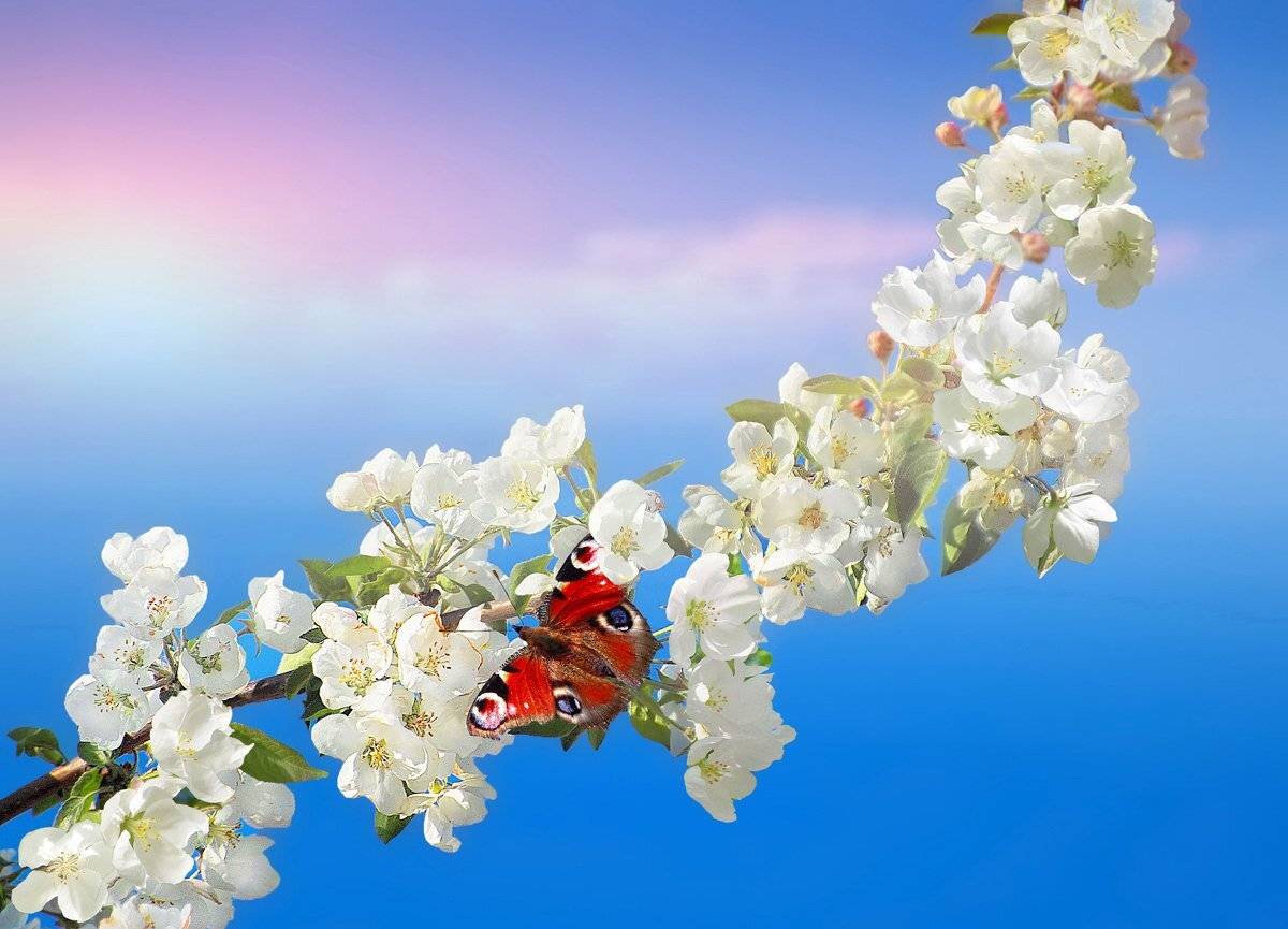 природа, яблоня, весна, бабочка, май, vladilenoff