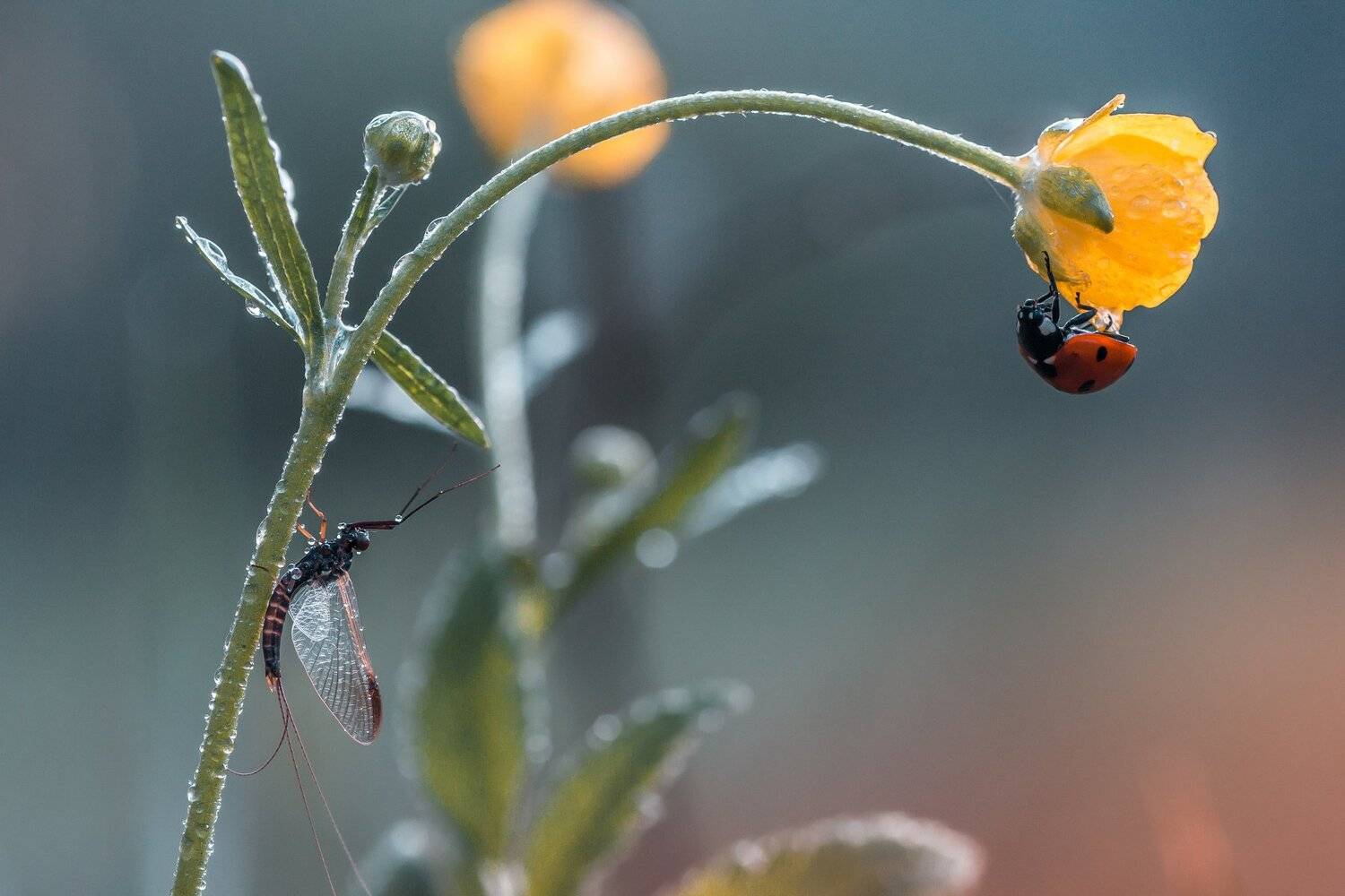 , Роман Зайцев