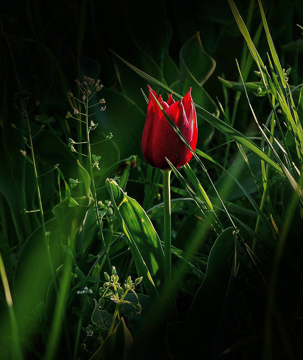 , Владимир Гамаюнов