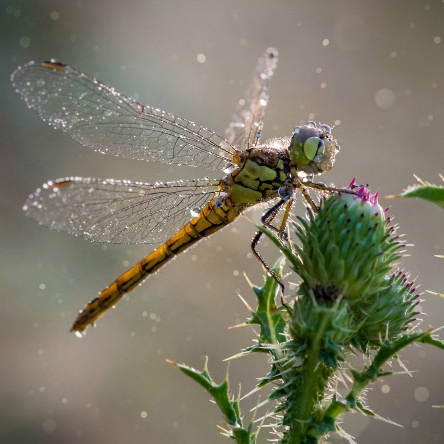 утро, стрекоза, роса, макро, боке, нежность, Анна Иванова