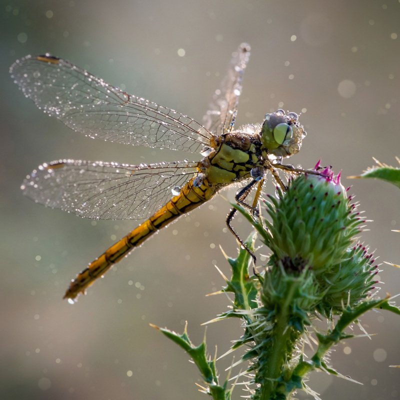 Хрустальные крылышки фото превью