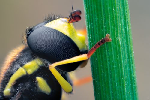 Syrphidae