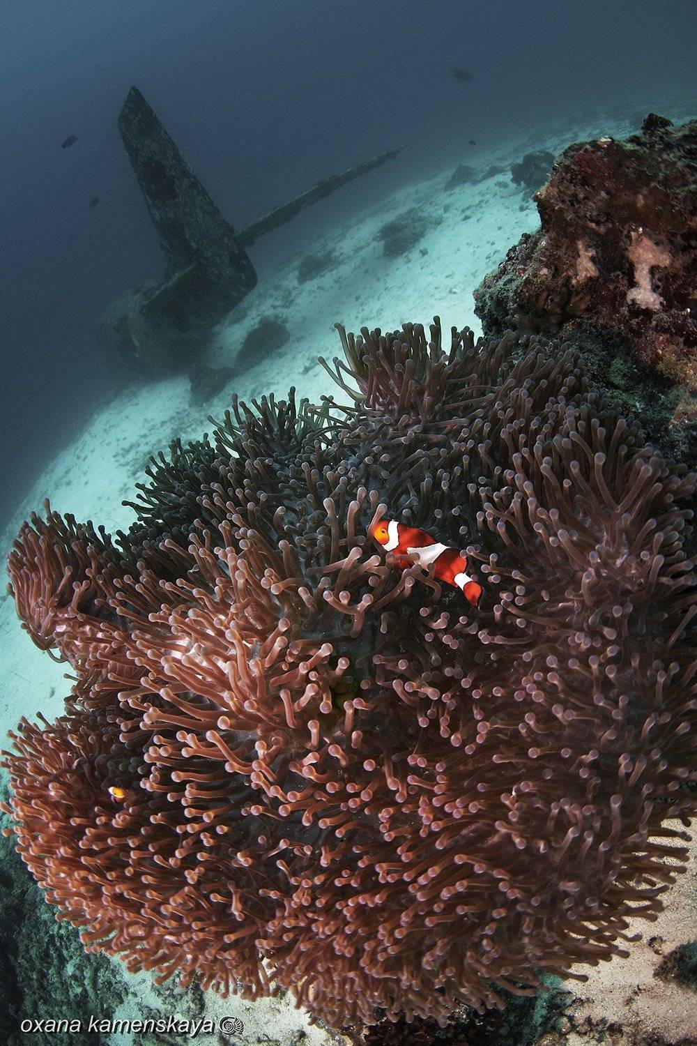underwater phillipines blue deep diver wreck aircraft airplane anemone amphiprione, Оксана Каменская