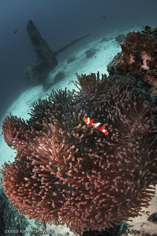 underwater phillipines blue deep diver wreck aircraft airplane anemone amphiprione Пора в отпуск... фото превью