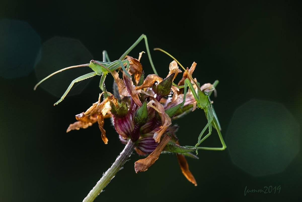 , Игорь ФУММ