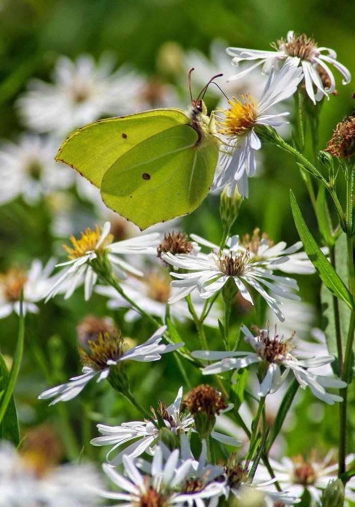 Бабочка, Чепленко Алексей