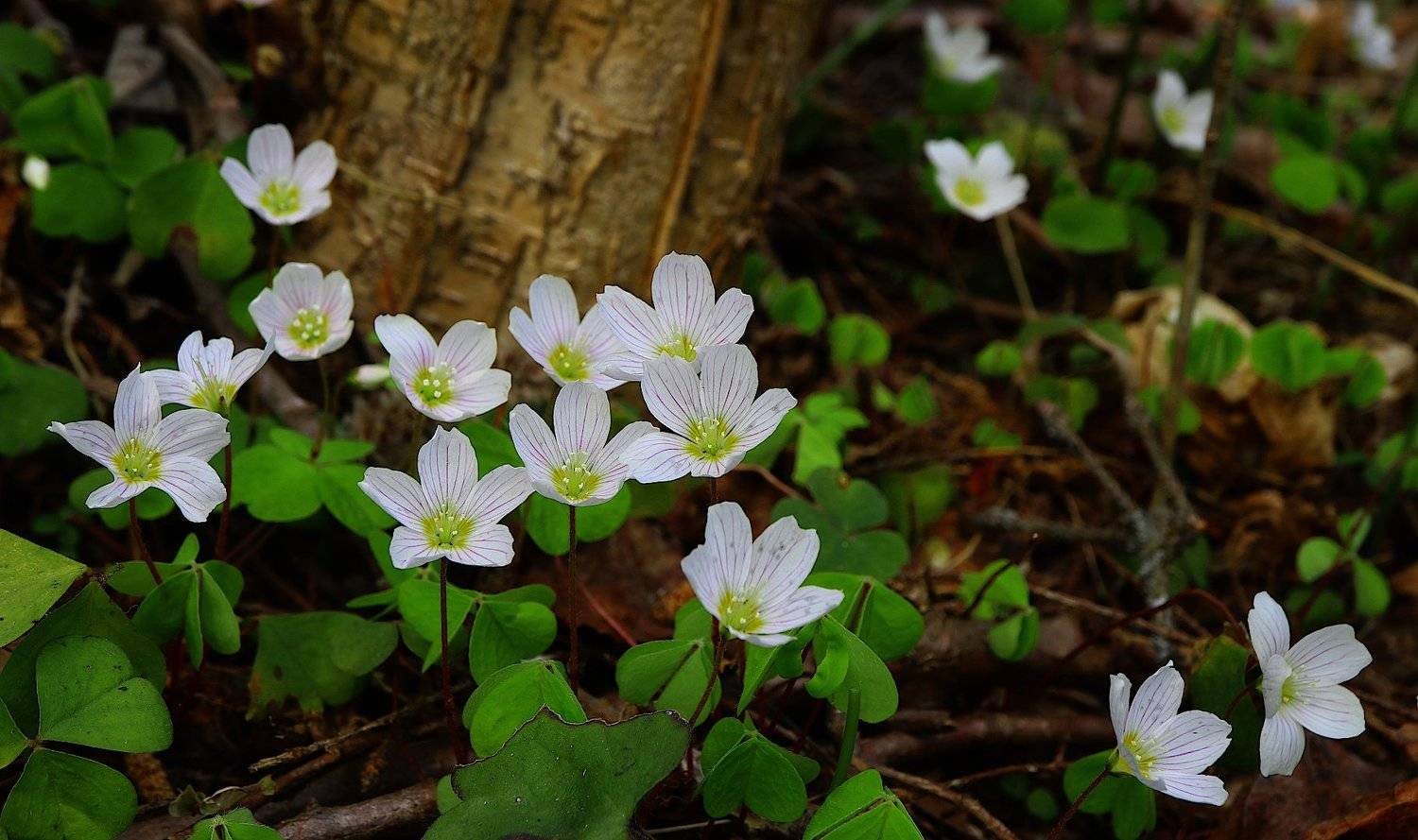 oxalis, кислица, Александр Зорин