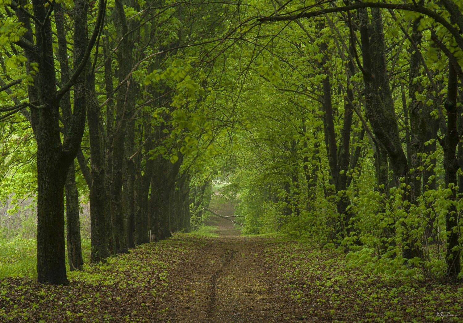весна,утро,парк,аллея, Roma  Chitinskiy