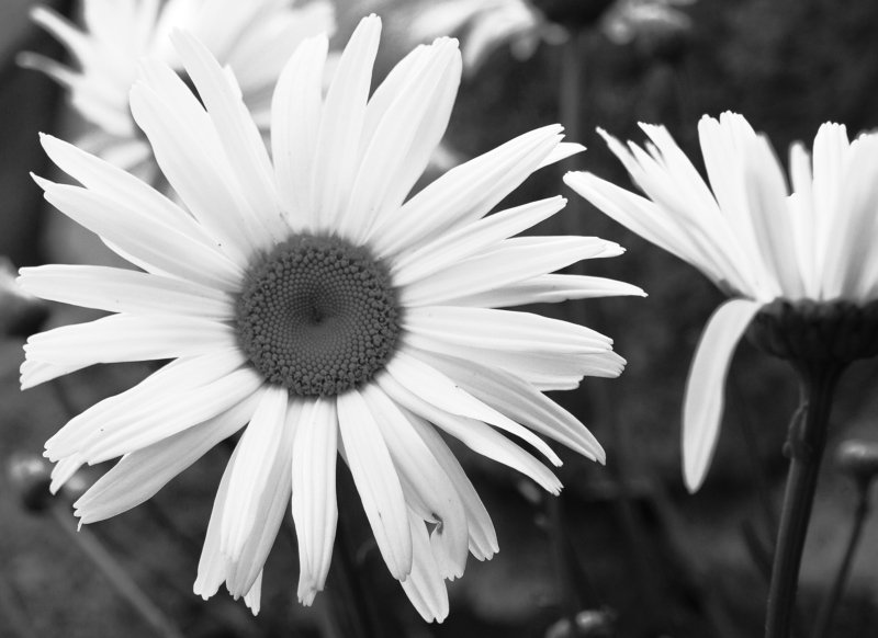Ireland, Wicklow, Flowers, Black and white, Monochrome The mesalliance фото превью