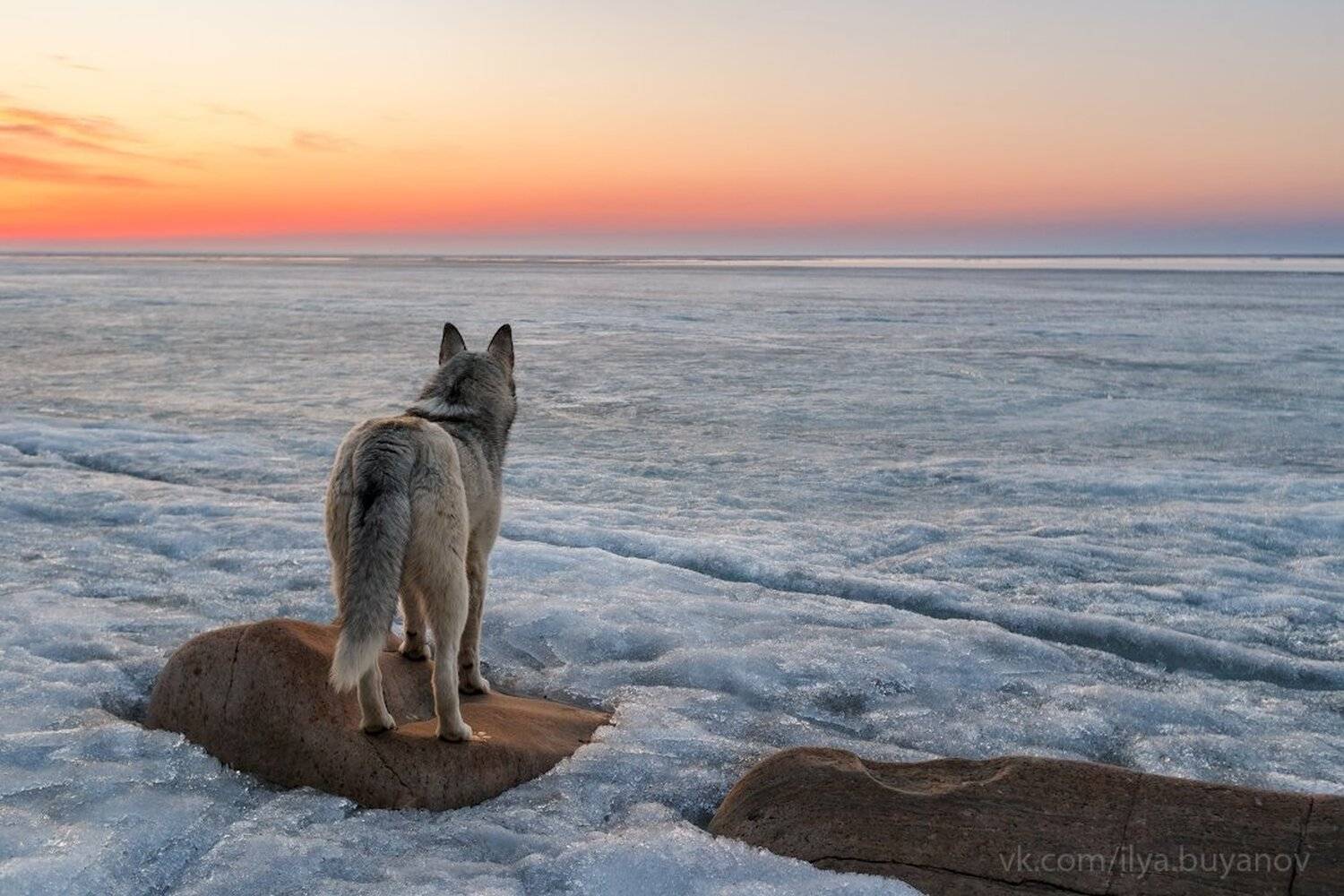 , Илья Буянов