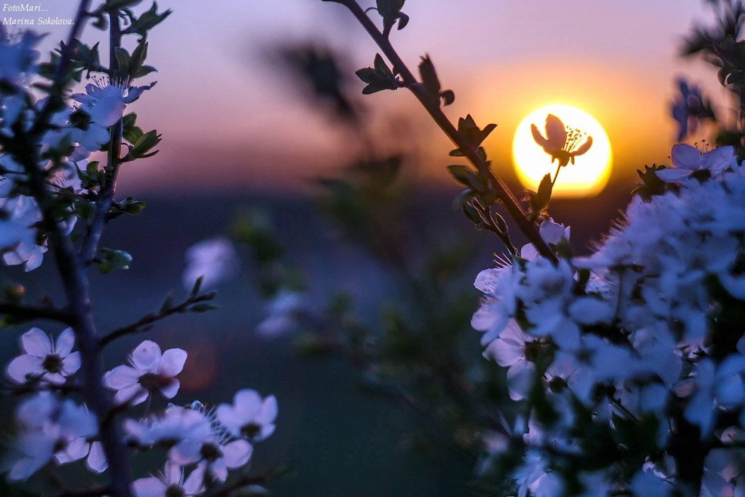 , Марина Соколова