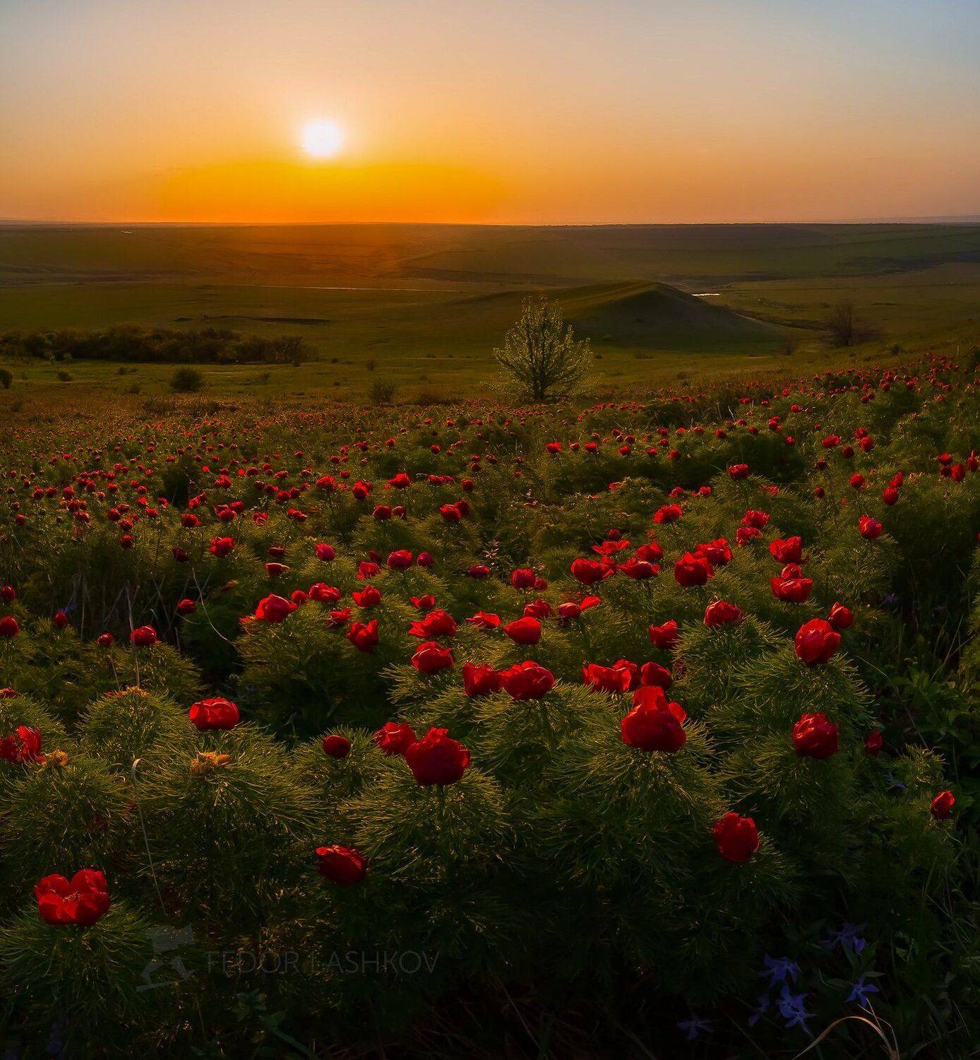 ставропольский край, фотопроект, открывая ставрополье, путешествие, природа, степь, трава, луг, флора, закат, пион, воронец, пион узколистный, солнце, красный, воронец,, Лашков Фёдор