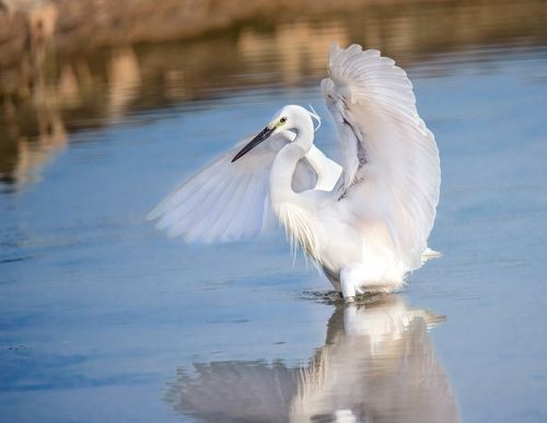 А любите ли вы балет?...