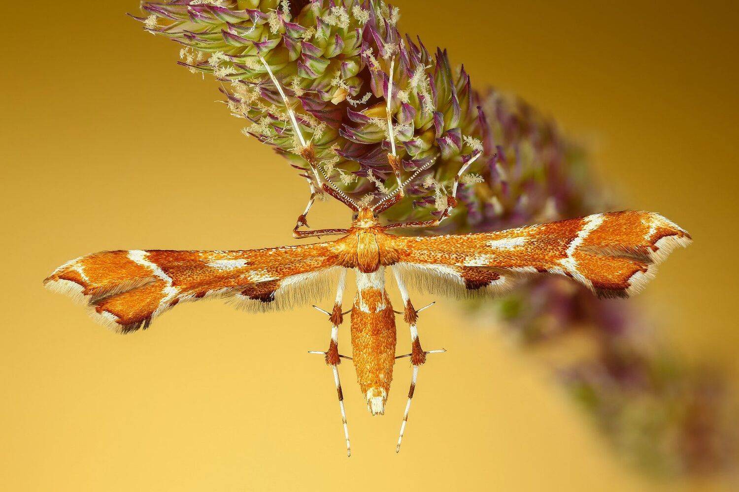 макро бабочка насекомое животное оранжевый, Андрей Шаповалов