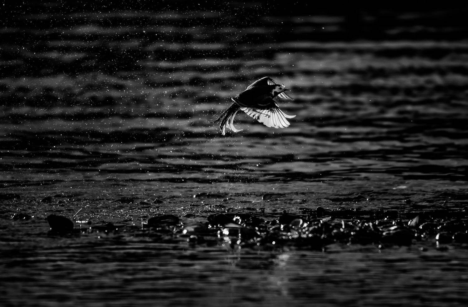 трясогузка, белая трясогузка, motacilla alba, птица в полёте, чб, полёт, крыло, контровый свет, москва река, подмосковье, одинцовский район, аксиньино, Ксения Соварцева