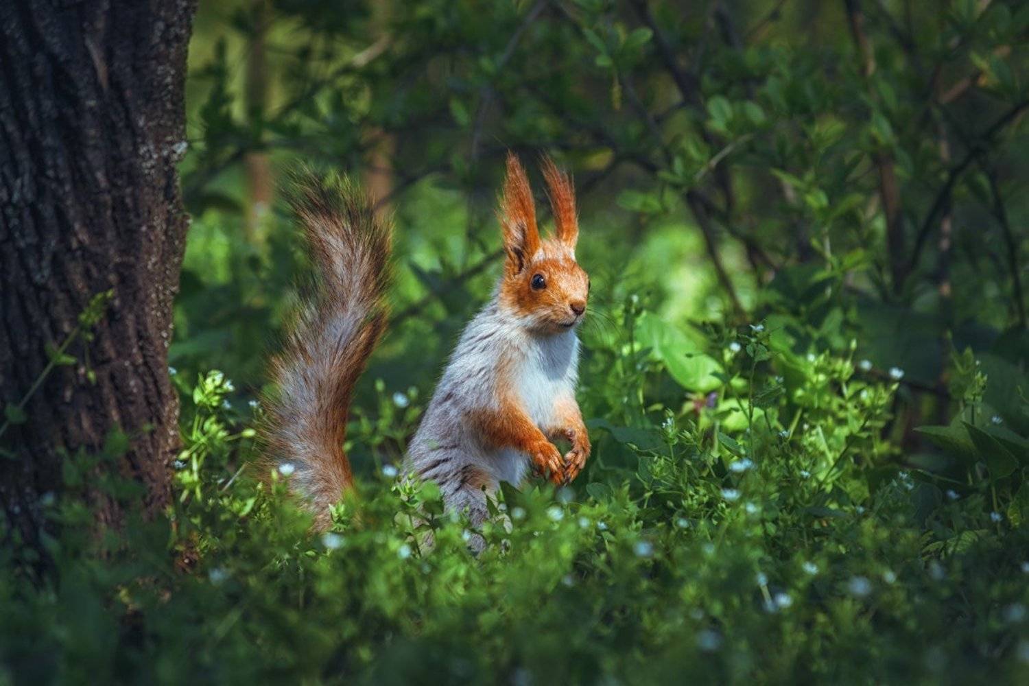 moment, момент, beautiful, красивый,  nature, природа, canon 55-250,  animal, животное,  forest, лесное, red, рыжая, squirrel, белка,  greenery, зелень,  spring, весенняя, joy, радость,, Наталья Терентьева