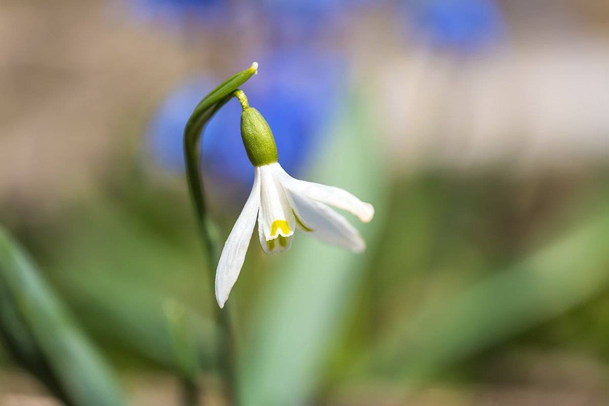 , Александр Земляной