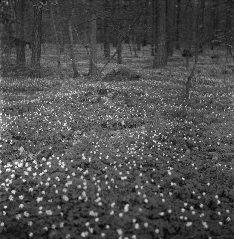 Калининградская область фото превью