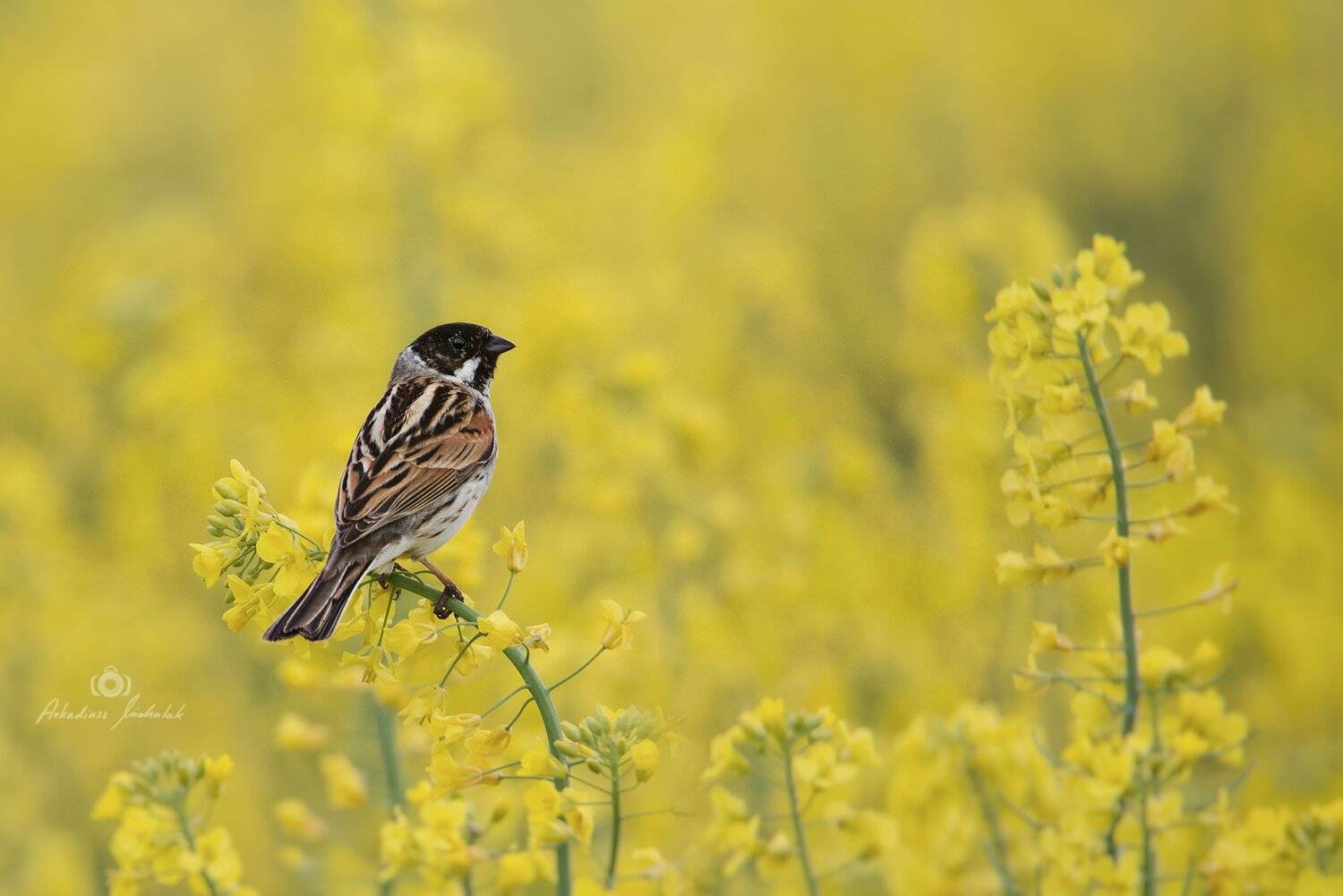 , Arkadiusz Michalak