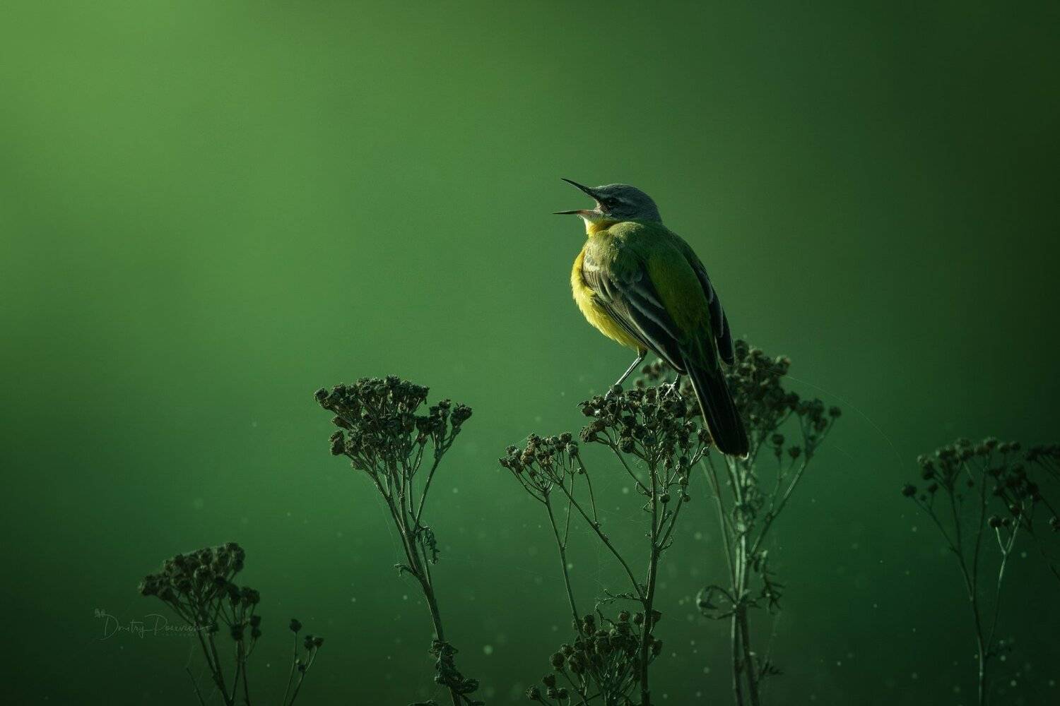 природа, лес, животные, птицы, Дмитрий Посевич