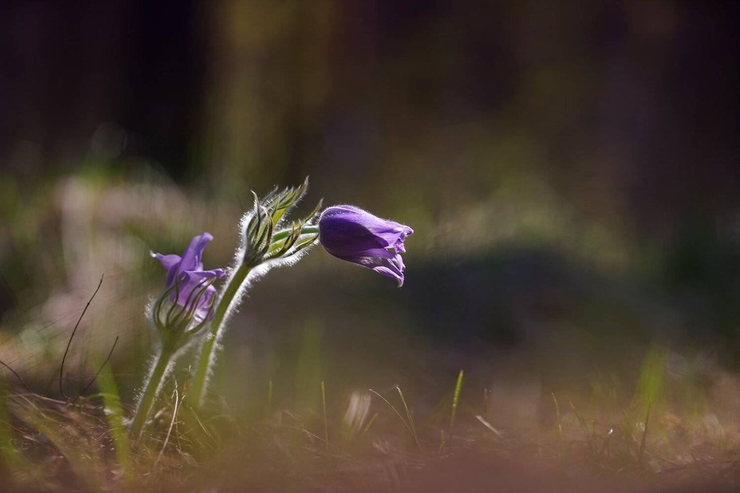 , Кузнецов Дмитрий