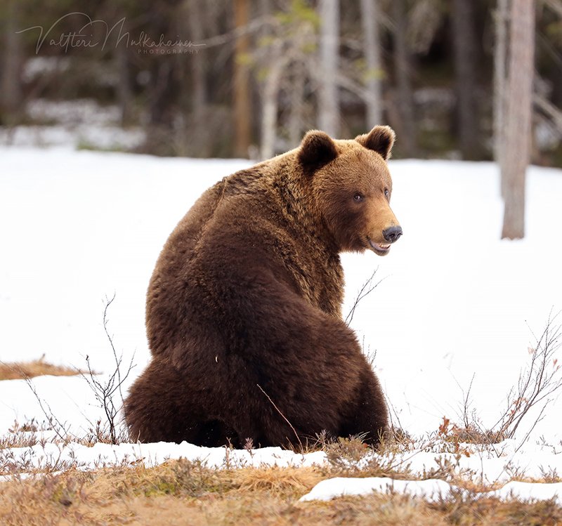 Снимай быстрей, надоело мне уже улыбаться ...  :) фото превью