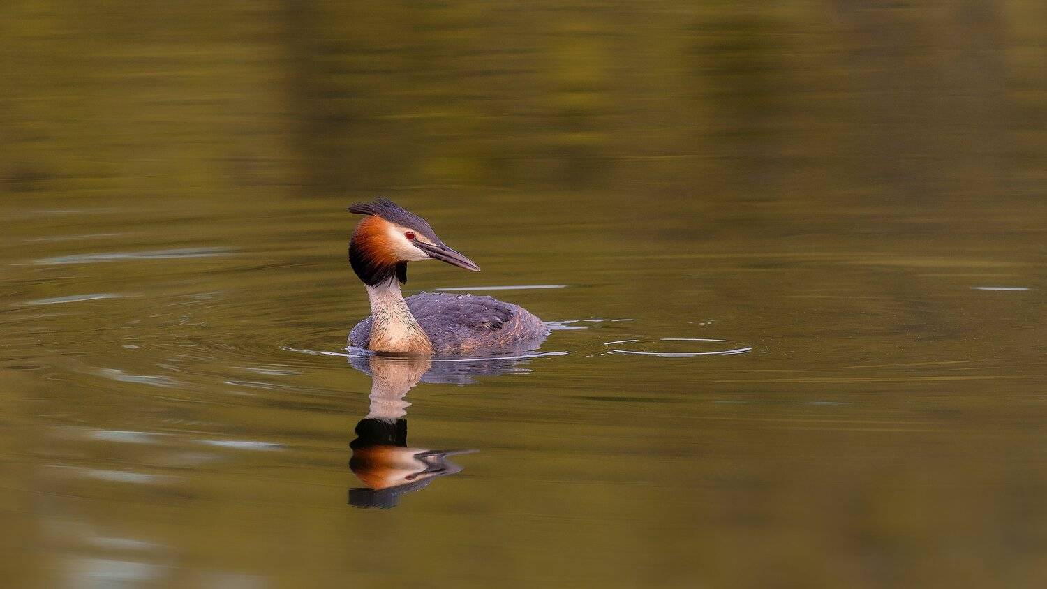 , Alexander Plekhanov