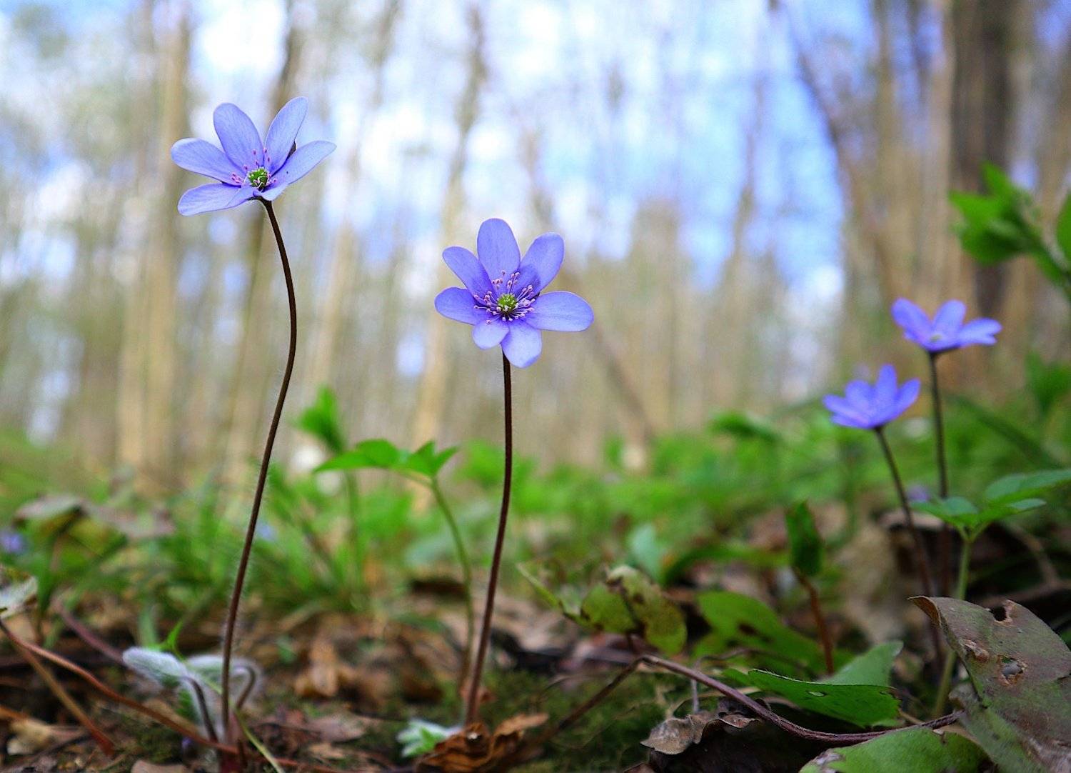 печёночница, hepatica, nobilis, весна, цветы, Александр Зорин
