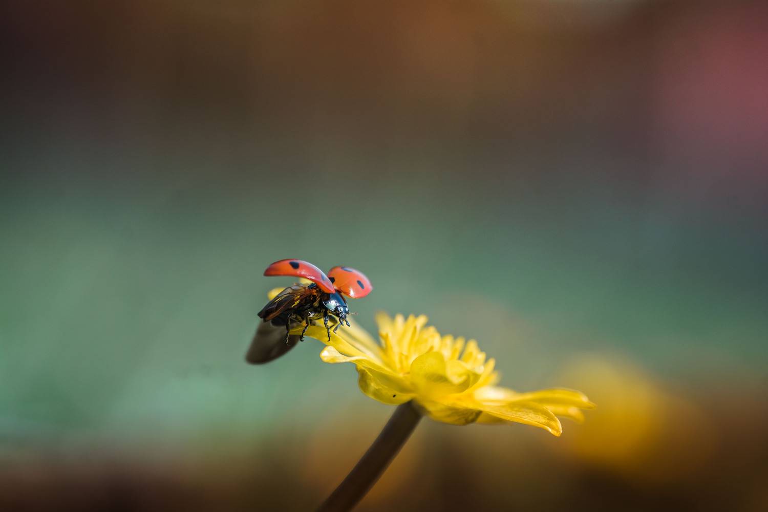 , Роман Зайцев