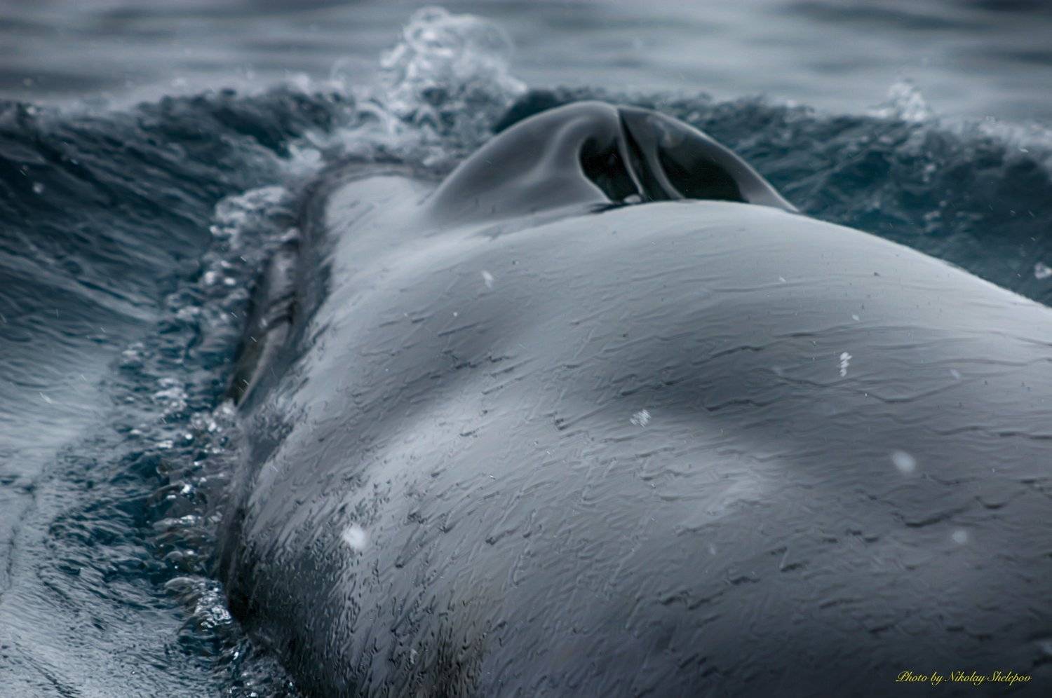 , Николай Шелепов